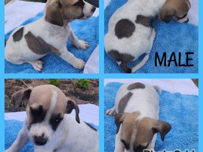 Jack Russell – Monto