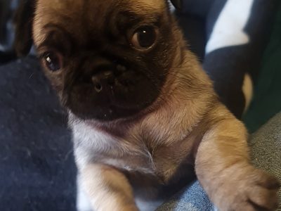 Pug puppies