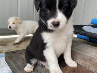 Border Collie – Yengarie