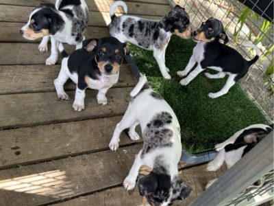 Mini Foxy – Tungamull