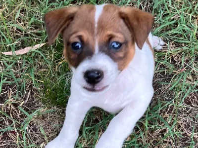 Jack Russell – Brisbane