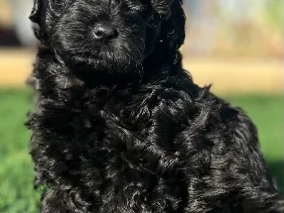 Cavoodle – Ellenbrook