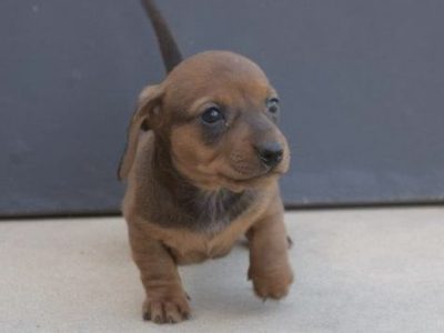Dachshund – Quandialla