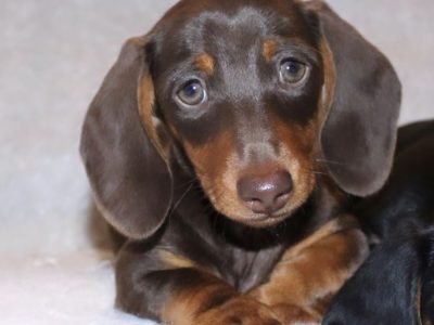 Miniature Dachshund – Warrnambool