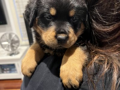 Rottweiler – Liverpool