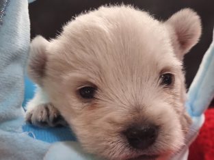 West Highland Terrier – Cooroy