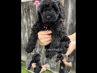 Cavoodle – Narre Warren