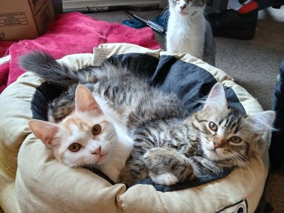 Other Cats – Pakenham