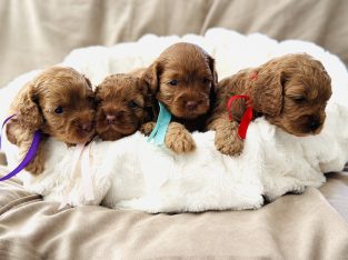 Toy Cavoodle – Vaucluse