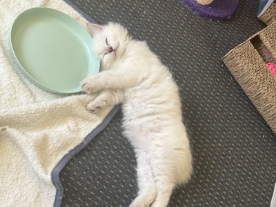 Ragdoll – Melbourne