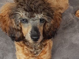 Poodle Mini – Dulwich
