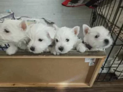 West Highland Terrier – Mawson Lakes