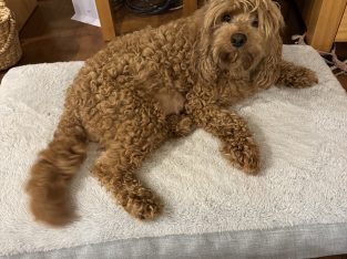 Cavoodle – Lennox Head