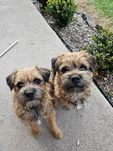Border Terrier – Boorowa