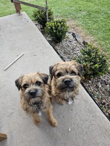 Border Terrier – Boorowa