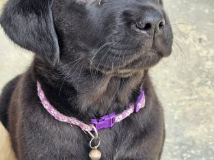 Labrador Retriever – Regency Downs