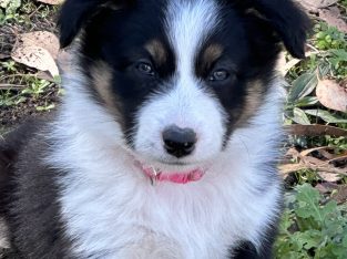 Border Collie – Darraweit Guim