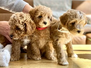 Moodle – Frankston