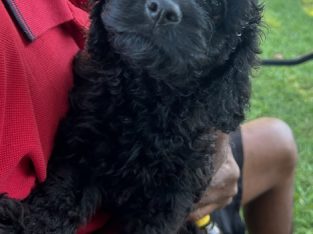 Cavoodle – Morayfield