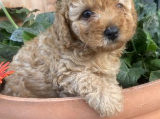 Toy Poodle – Cleveland