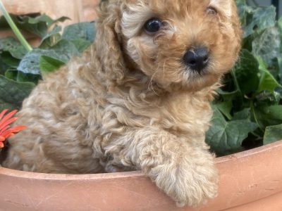 Toy Poodle – Cleveland