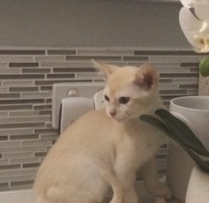 Burmese – Peachester