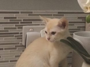 Burmese – Peachester