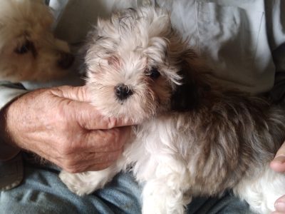 Maltese Shih Tzu – Mark Hudson