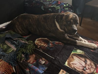 Dogs – Rochedale South