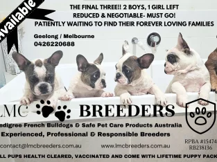 French Bulldog – Lindsey Clayton