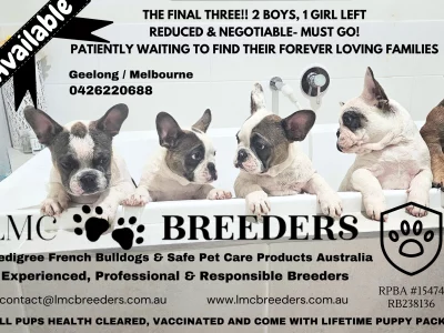 French Bulldog – Lindsey Clayton