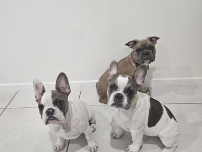 French Bulldog – Charlemont