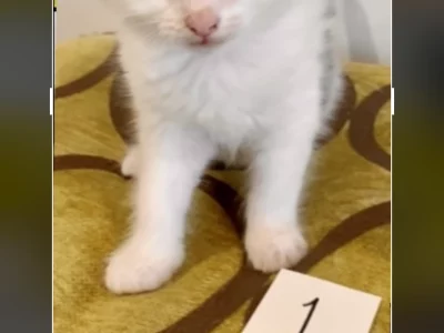 Domestic Long Hair (DLH) – Beaconsfield