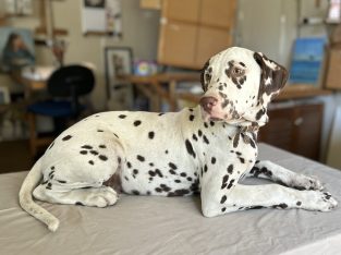 Dalmatian – Willunga