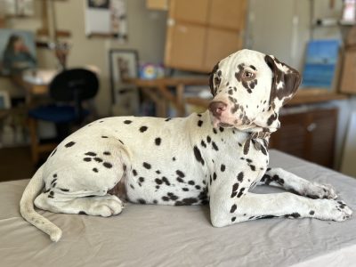 Dalmatian – Willunga