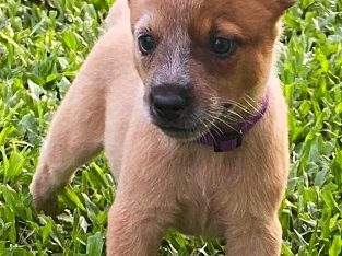 Australian Stumpy Tail Cattle Dog – Queensland