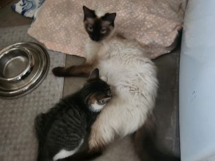 Ragdoll – Seven Hills