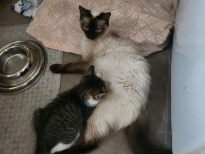 Ragdoll – Seven Hills