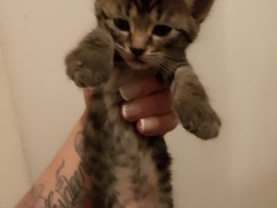 Domestic Medium Hair (DMH) – Sunbury