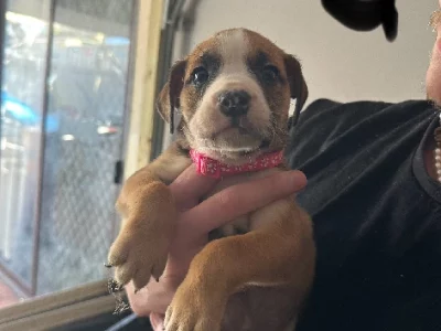 American Staffordshire Bull Terrier – Hamersley