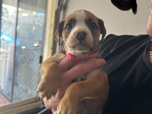 American Staffordshire Bull Terrier – Hamersley
