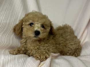 Poodle Mini – Oakleigh