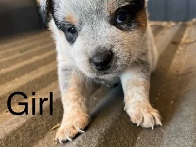 Australian Cattle Dog – Cuballing