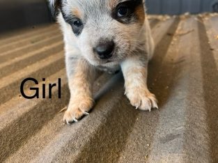 Australian Cattle Dog – Cuballing