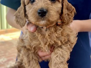 Toy Cavoodle – Bligh Park