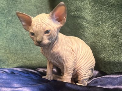 Sphynx – Rockhampton City