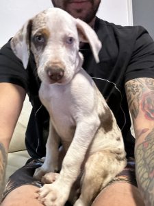 Catahoula Leopard Dog – Batemans Bay