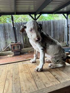 Catahoula Leopard Dog – Batemans Bay