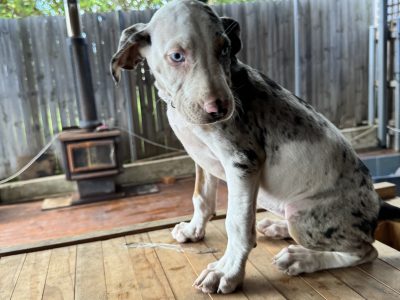 Catahoula Leopard Dog – Batemans Bay