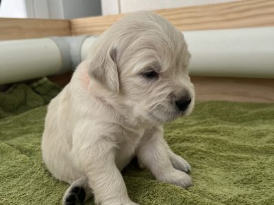 Golden Retriever – Henty